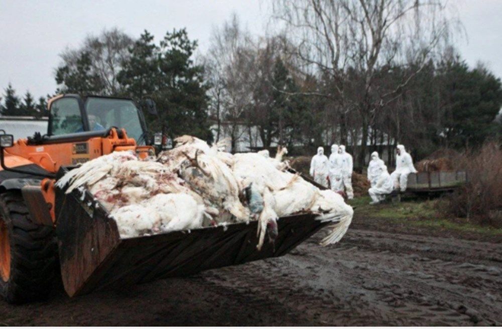 Avrupa ve Asya'yı ayağa kaldıran salgın! 2