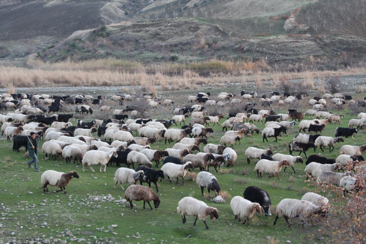 10 bin lira maaşla çalıştıracak çoban bulamıyorlar! 1