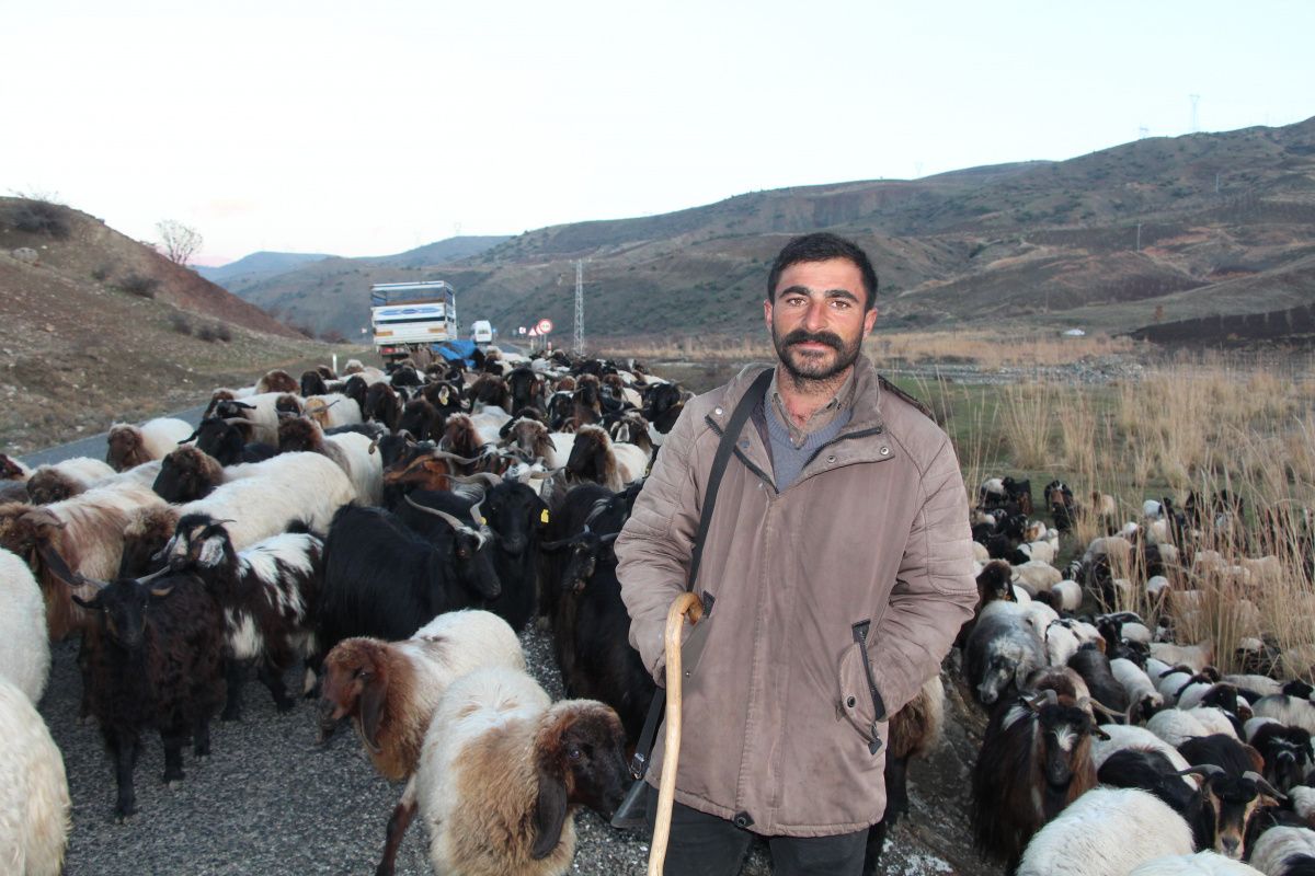 10 bin lira maaşla çalıştıracak çoban bulamıyorlar! 3
