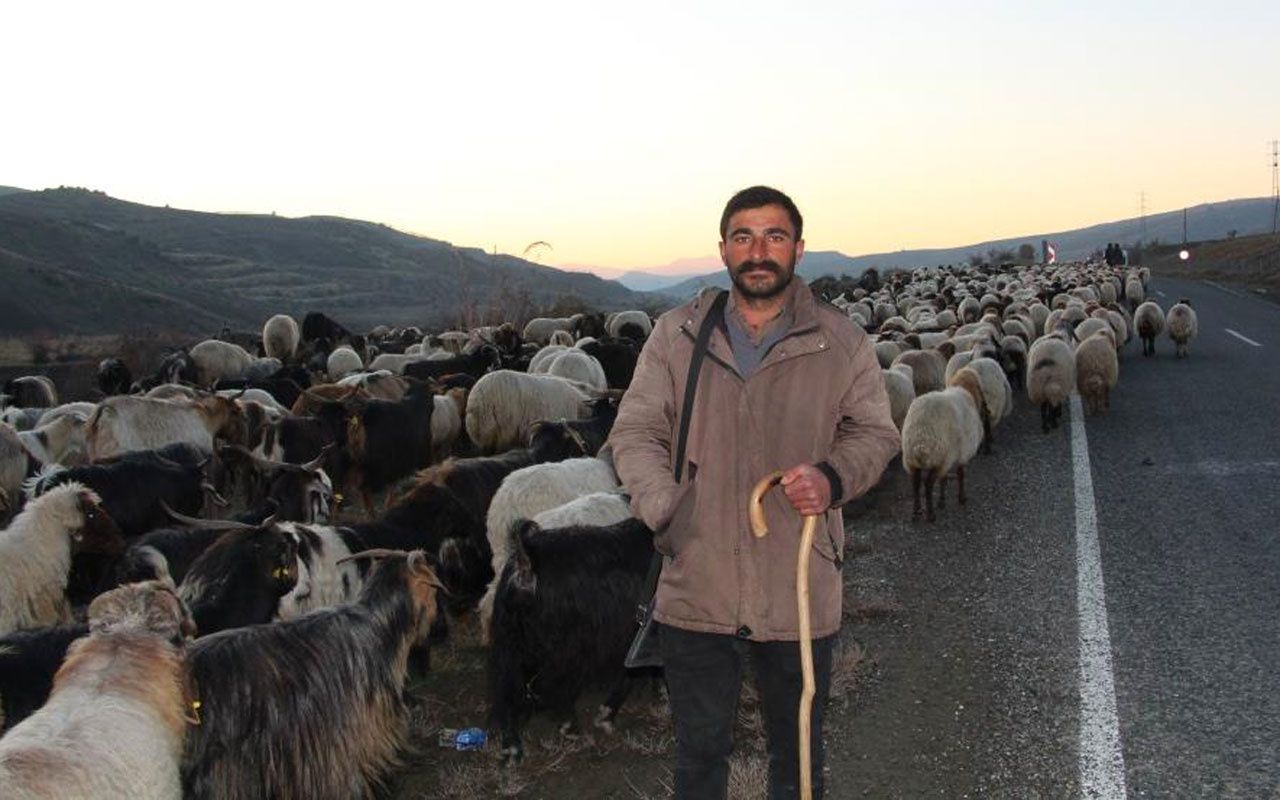 10 bin lira maaşla çalıştıracak çoban bulamıyorlar! 4