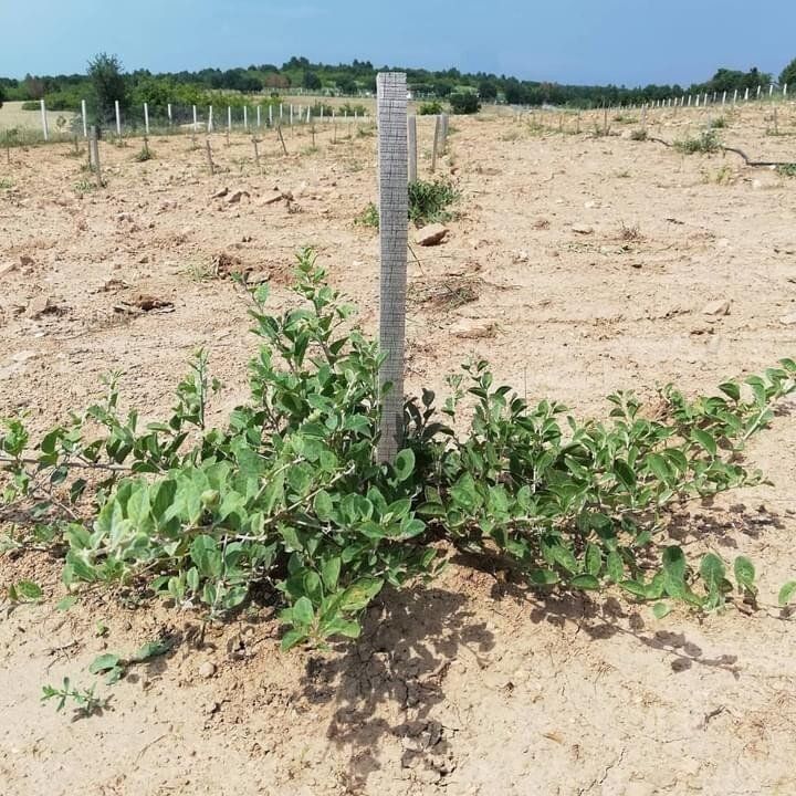 Yurt dışına ihraç etti, paraya para demiyor: Bizi kandırmışlar 1