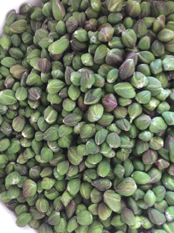 Yurt dışına ihraç etti, paraya para demiyor: Bizi kandırmışlar 5