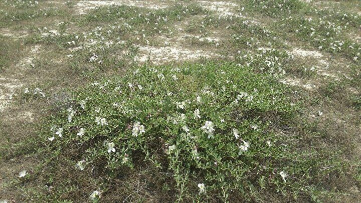 Yurt dışına ihraç etti, paraya para demiyor: Bizi kandırmışlar 3