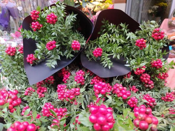 25 TL'ye ev sahibi olmak için çiçekçiye akın ediyorlar 2