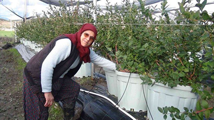 Kilosu 160 TL'den alıcı buluyor: Talep her geçen gün artıyor 2