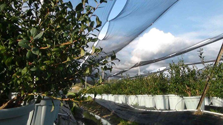 Kilosu 160 TL'den alıcı buluyor: Talep her geçen gün artıyor 6