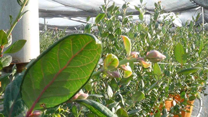 Kilosu 160 TL'den alıcı buluyor: Talep her geçen gün artıyor 7