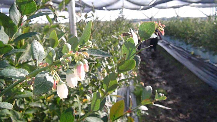 Kilosu 160 TL'den alıcı buluyor: Talep her geçen gün artıyor 9