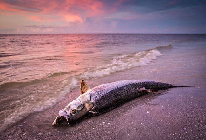 Dikkat! Cezası yeni yılda 2 bin 815 lira oldu 15