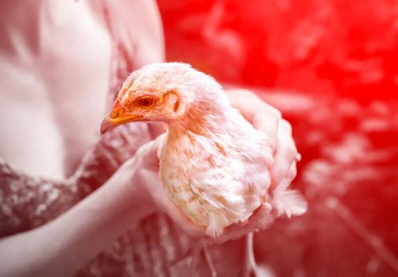 İngiltere'de kuş gribi alarmı! İlk defa insana bulaştı 5