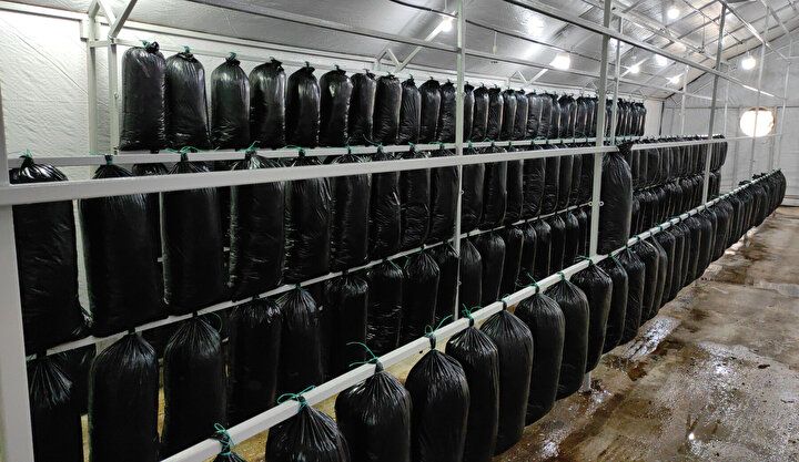 Tadını bilmeden üretti: Yılda 600 bin lira kazandı 6