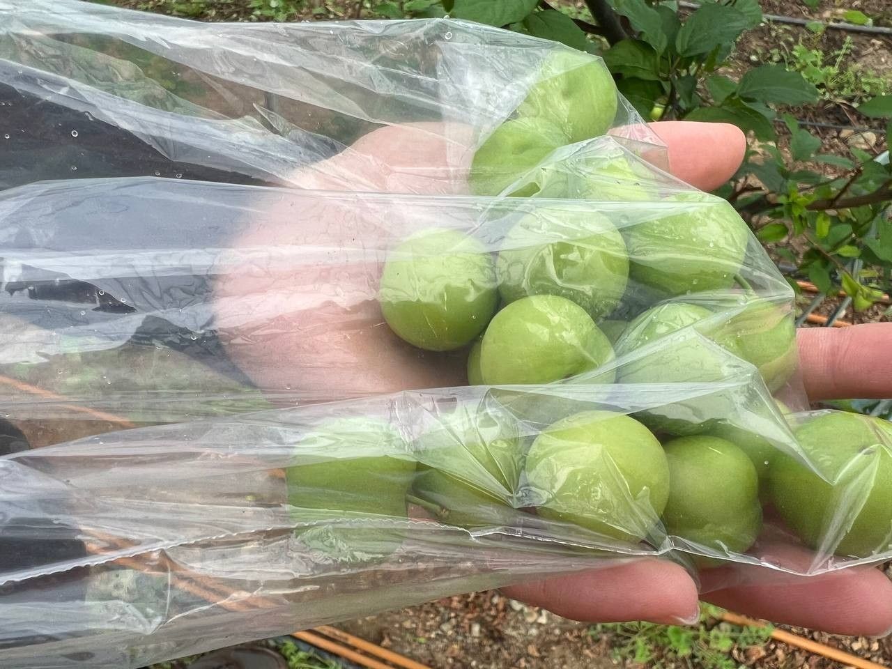 Türkiye'nin en erken hasadını yaptılar! 1