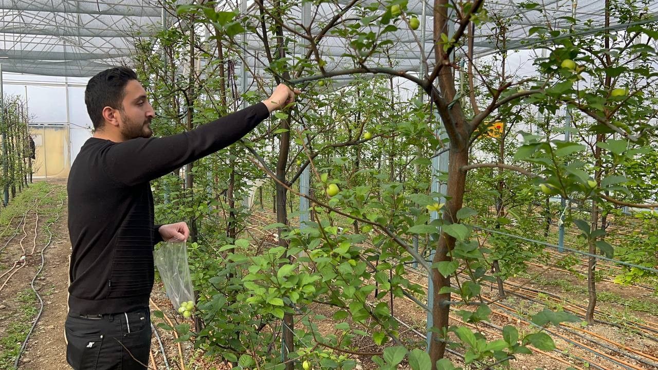 Türkiye'nin en erken hasadını yaptılar! 2