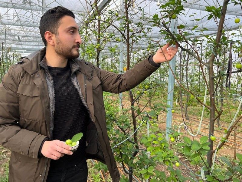 Türkiye'nin en erken hasadını yaptılar! 4