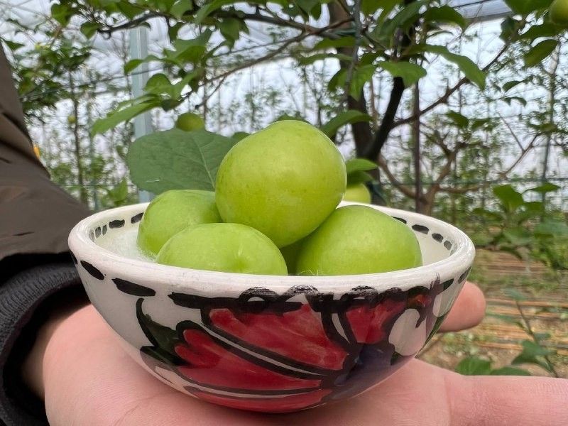 Türkiye'nin en erken hasadını yaptılar! 5