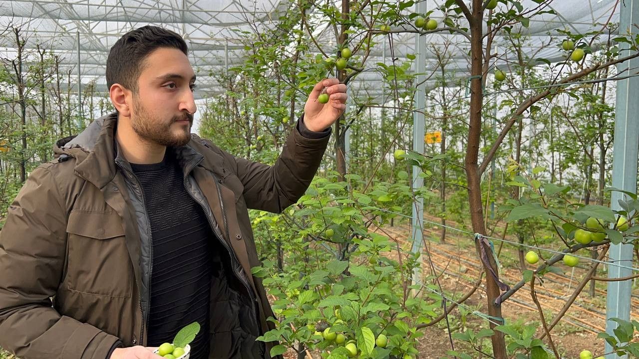 Türkiye'nin en erken hasadını yaptılar! 6