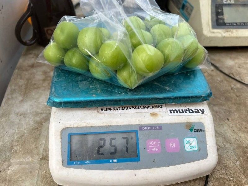 Türkiye'nin en erken hasadını yaptılar! 7