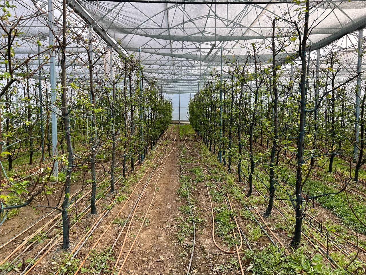 Türkiye'nin en erken hasadını yaptılar! 8