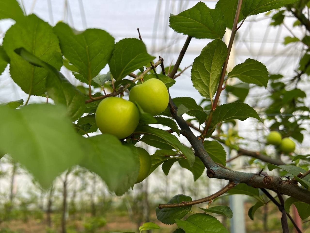 Türkiye'nin en erken hasadını yaptılar! 9