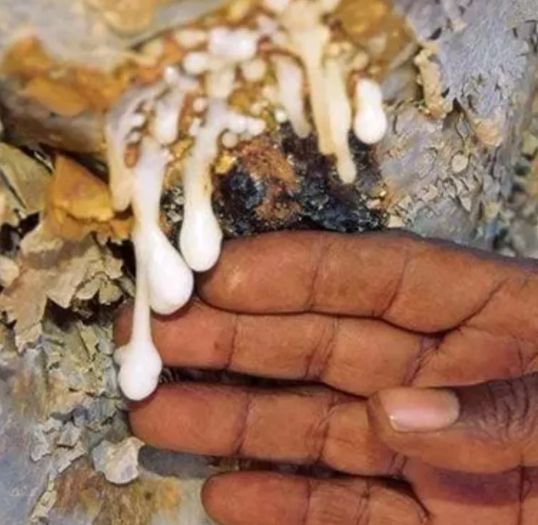 İşte iltihaba meydan okuyan bitki 6