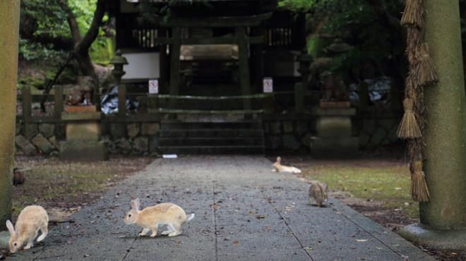 İnsanlar terk etti, doğa evladı gibi sahip çıktı! 7