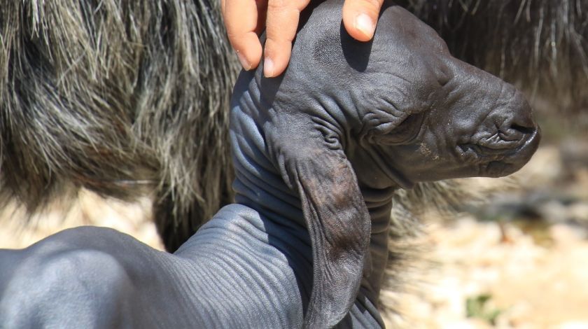 'Allah'ın hikmeti, böylesini görmedik' 4