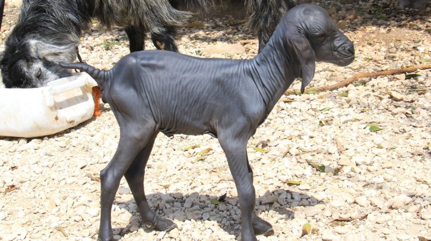 'Allah'ın hikmeti, böylesini görmedik' 6