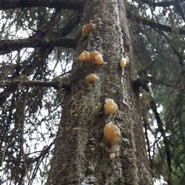 Bal ile fındığı karıştırıp yerseniz... 5