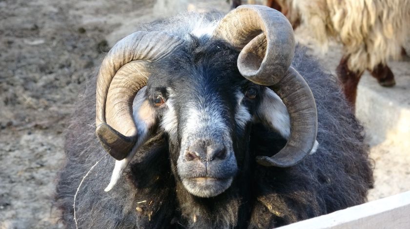 Kafasını çevirince farkı hemen ortaya çıkıyor 1