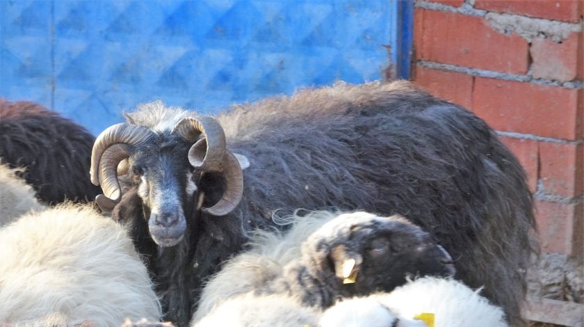 Kafasını çevirince farkı hemen ortaya çıkıyor 3