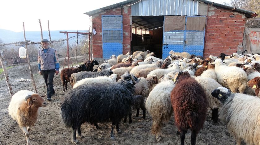 Kafasını çevirince farkı hemen ortaya çıkıyor 4