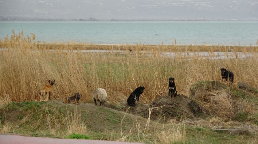 7 köpek kız öğrenciye saldırdı 3