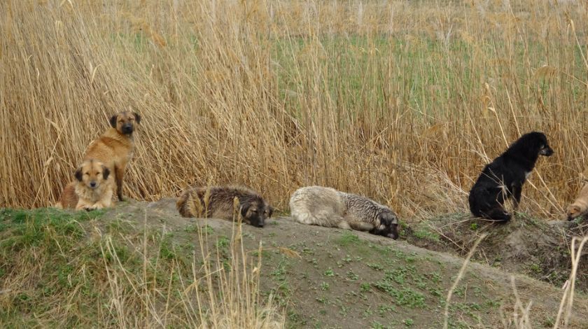 7 köpek kız öğrenciye saldırdı 4