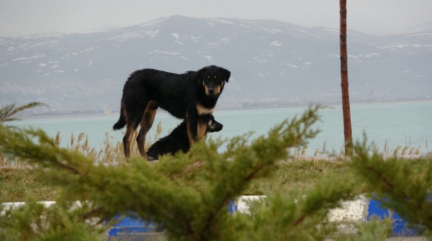 7 köpek kız öğrenciye saldırdı 5