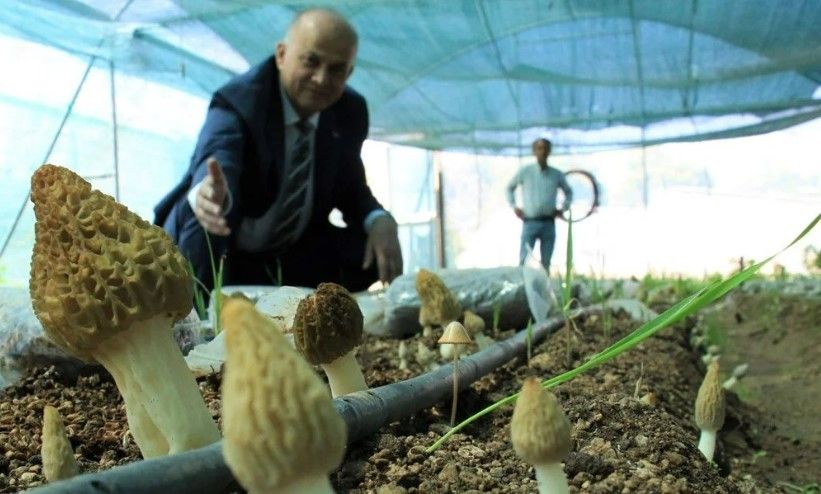 Kuzugöbeği mantarı, Türkiye’de ilk kez üretildi: Tazesinin kilosu 400 TL, kurusu 3000 TL 2