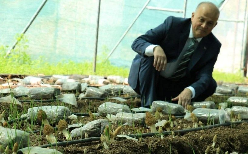 Kuzugöbeği mantarı, Türkiye’de ilk kez üretildi: Tazesinin kilosu 400 TL, kurusu 3000 TL 3