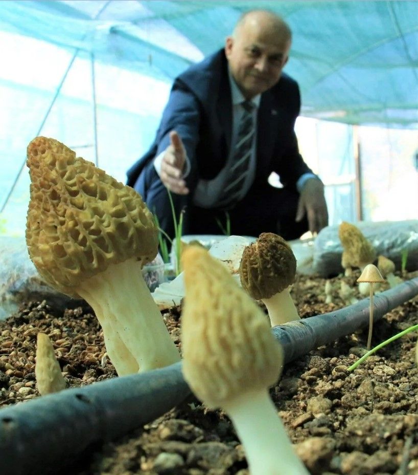 Kuzugöbeği mantarı, Türkiye’de ilk kez üretildi: Tazesinin kilosu 400 TL, kurusu 3000 TL 4
