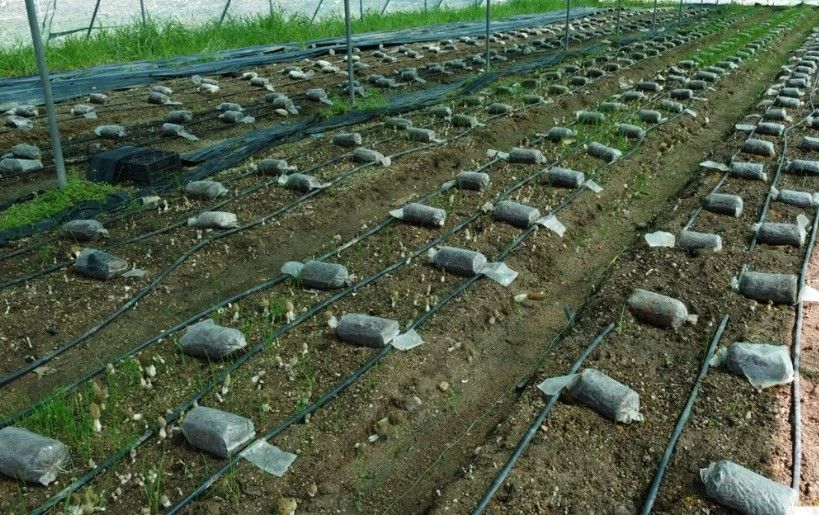 Kuzugöbeği mantarı, Türkiye’de ilk kez üretildi: Tazesinin kilosu 400 TL, kurusu 3000 TL 5