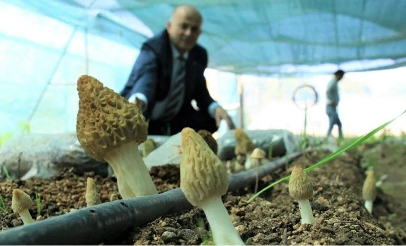 Kuzugöbeği mantarı, Türkiye’de ilk kez üretildi: Tazesinin kilosu 400 TL, kurusu 3000 TL 7