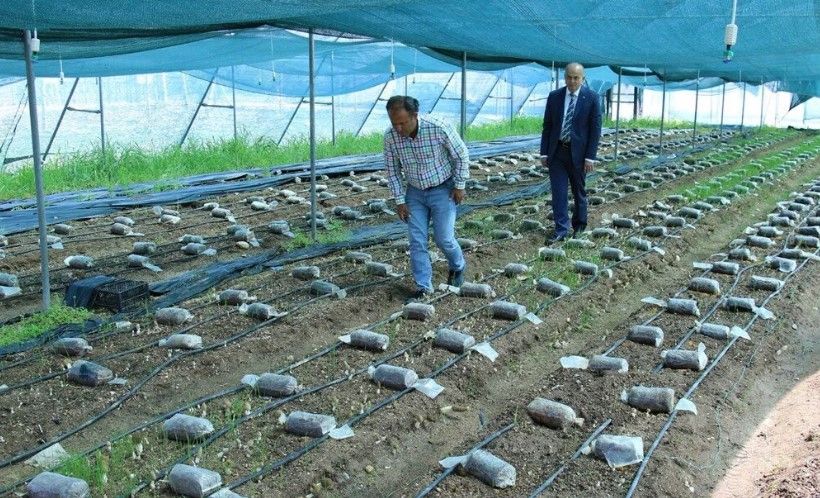 Kuzugöbeği mantarı, Türkiye’de ilk kez üretildi: Tazesinin kilosu 400 TL, kurusu 3000 TL 8