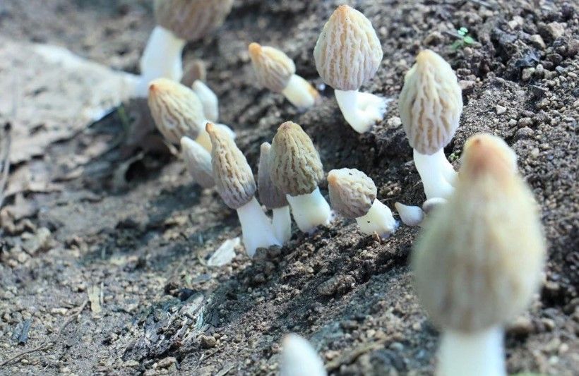 Kuzugöbeği mantarı, Türkiye’de ilk kez üretildi: Tazesinin kilosu 400 TL, kurusu 3000 TL 9