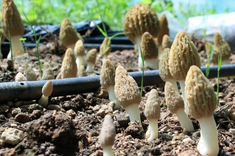 Kuzugöbeği mantarı, Türkiye’de ilk kez üretildi: Tazesinin kilosu 400 TL, kurusu 3000 TL 10