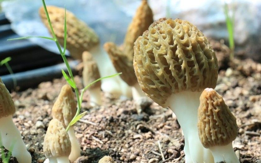 Kuzugöbeği mantarı, Türkiye’de ilk kez üretildi: Tazesinin kilosu 400 TL, kurusu 3000 TL 1