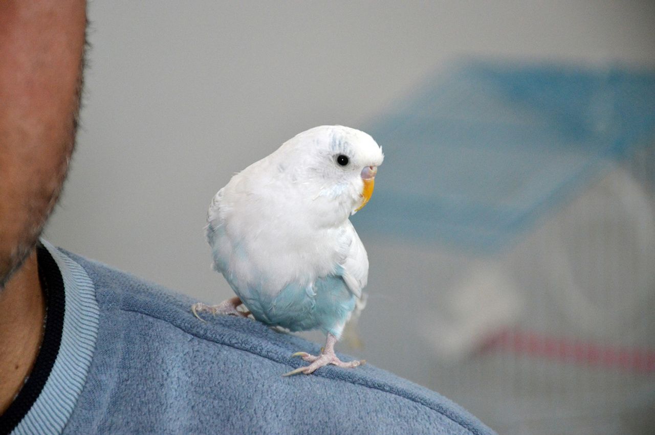 Bu kuş muhabbet etmiyor tekbir getiriyor 1