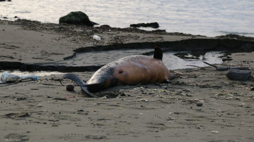 Karadeniz’de kahreden görüntü! 3 ayda 33 tanesi karaya vurdu 2