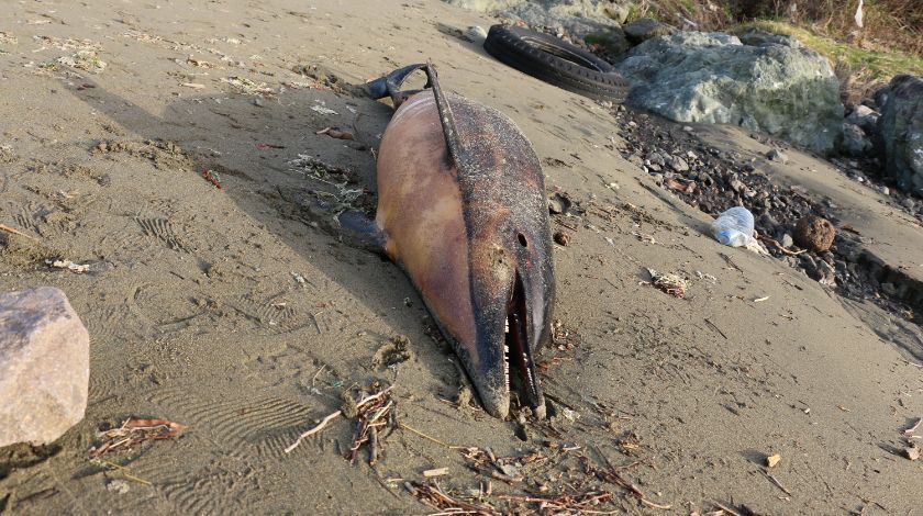 Karadeniz’de kahreden görüntü! 3 ayda 33 tanesi karaya vurdu 6
