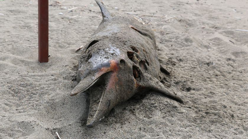 Karadeniz’de kahreden görüntü! 3 ayda 33 tanesi karaya vurdu 4