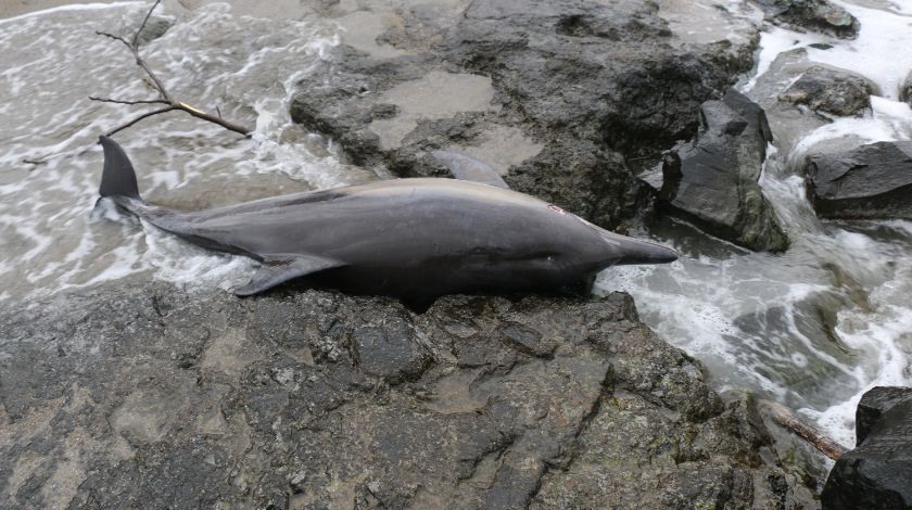 Karadeniz’de kahreden görüntü! 3 ayda 33 tanesi karaya vurdu 1
