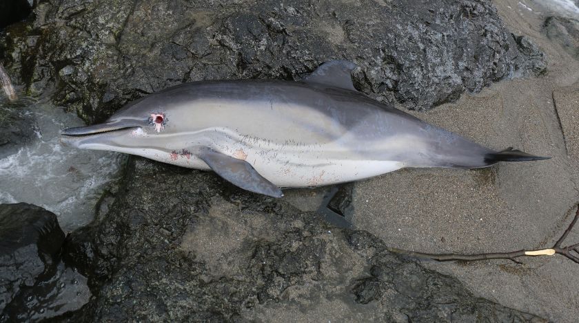 Karadeniz’de kahreden görüntü! 3 ayda 33 tanesi karaya vurdu 5