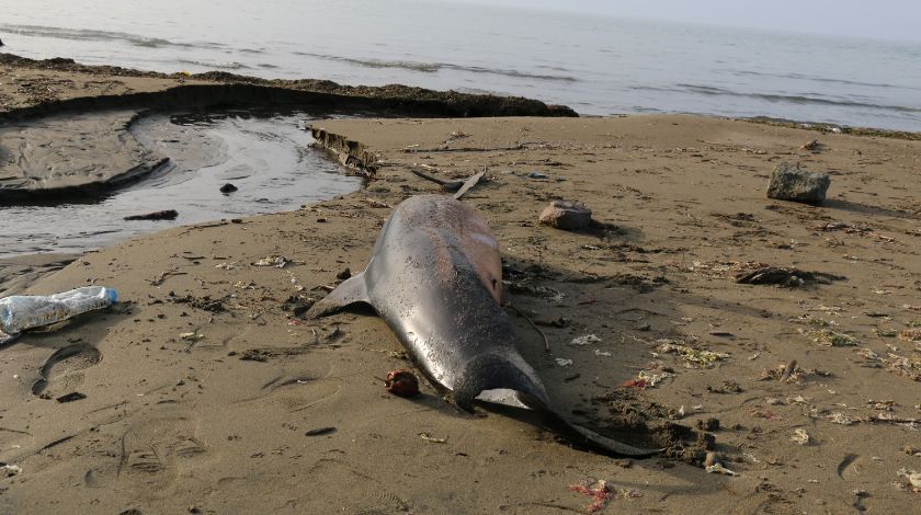 Karadeniz’de kahreden görüntü! 3 ayda 33 tanesi karaya vurdu 3